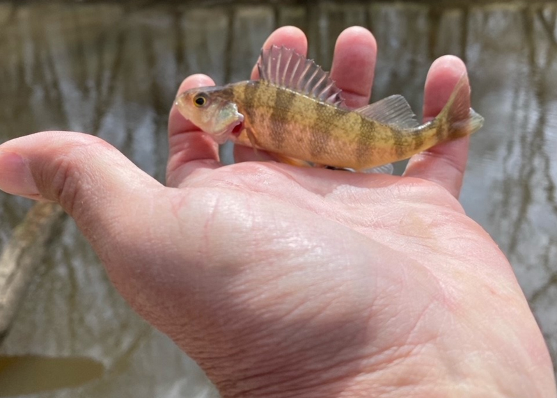 tiny yellow perch