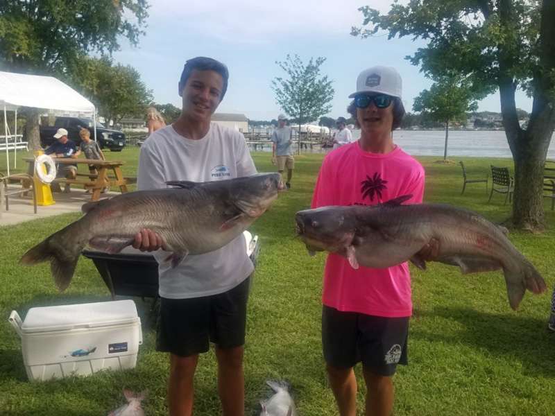 upper bay catfish