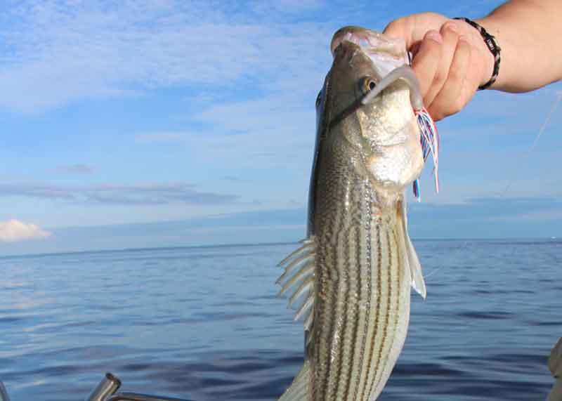 rockfish on a jig