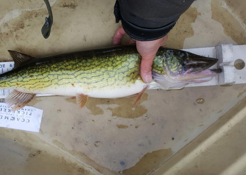 pickerel fishing report