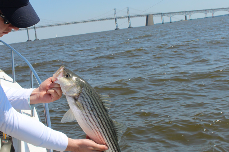 chesapeake bay bridge fishing