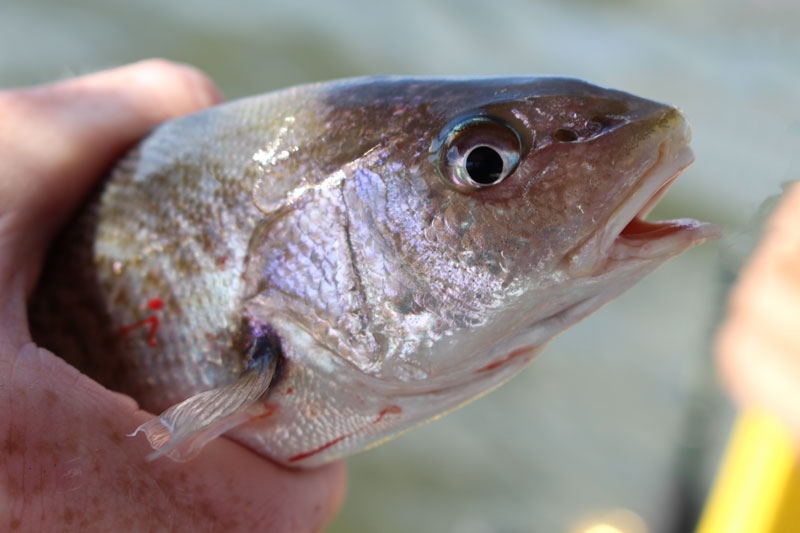 croaker fish