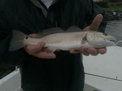 redfish in the magothy