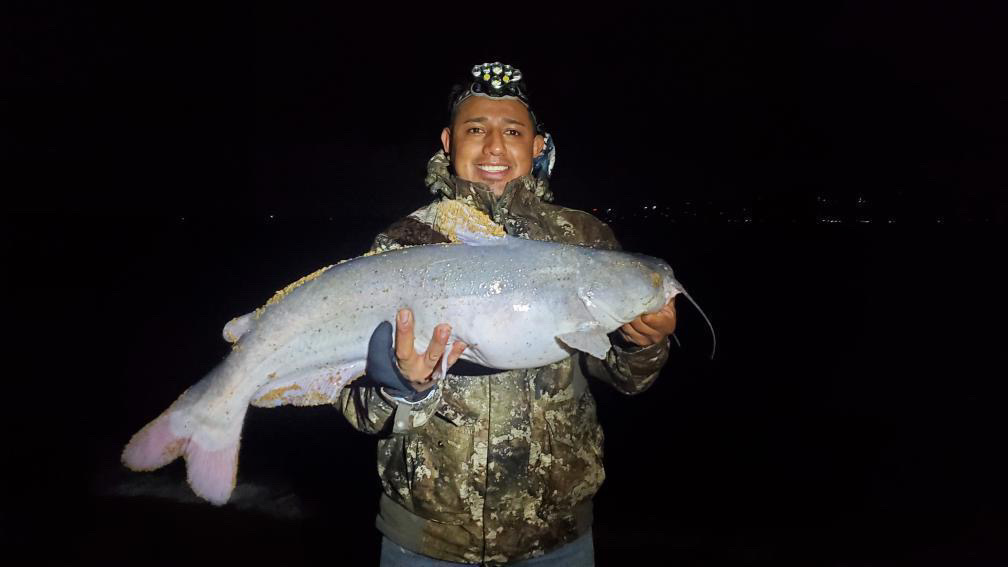 blue catfish in the upper chesapeake