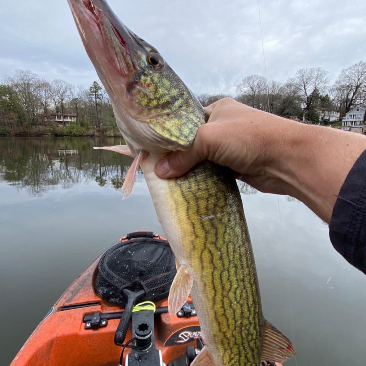 pickerel from a kayak