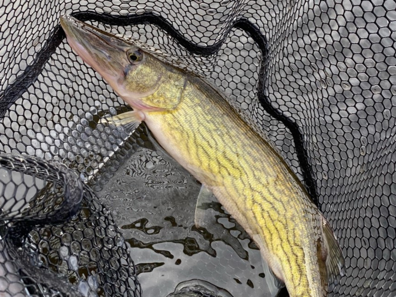 pickerel in a net