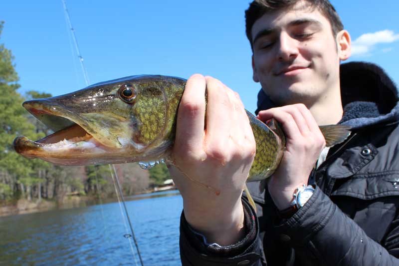 huge pickerel fish