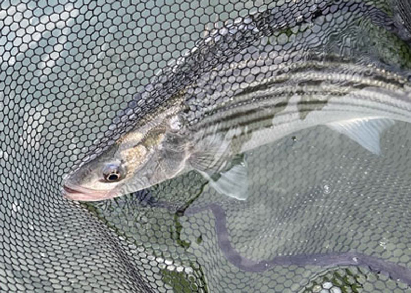 rockfish in a net