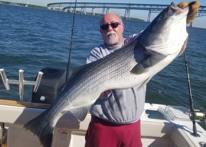 trophy rockfish in upper bay