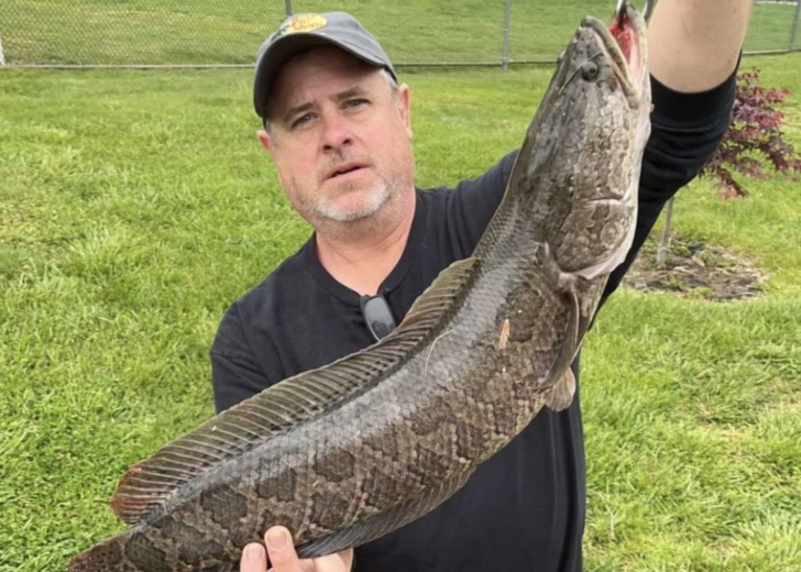 upper bay snakehead