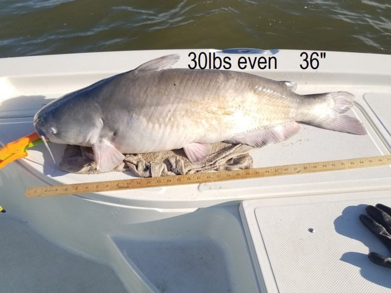 monster catfish from the gunpowder river