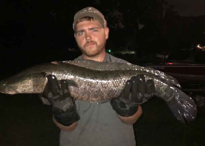 bow hunted snakehead