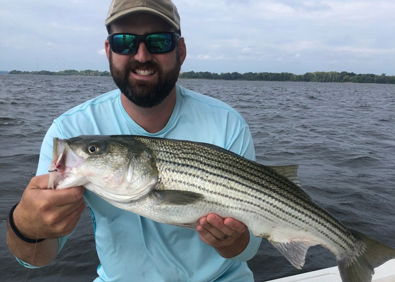 upper chesapeake rockfish