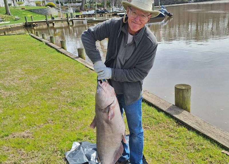 big upper chesapeake blue catfish