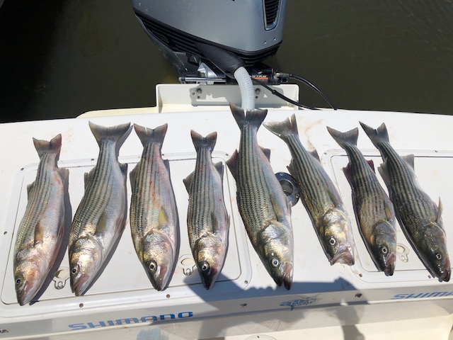 stripers on the boat
