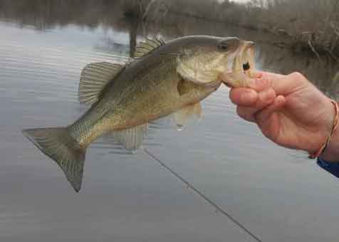 catching bass