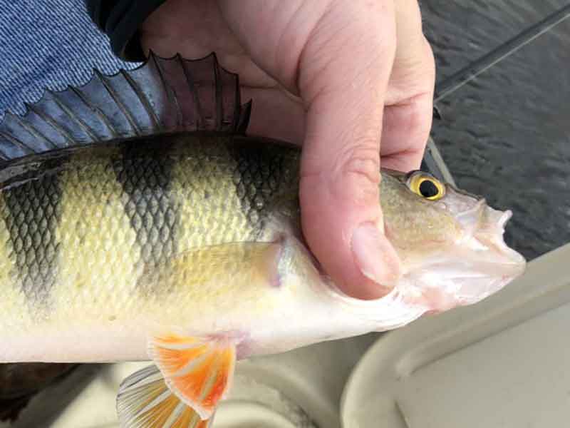 yellow perch