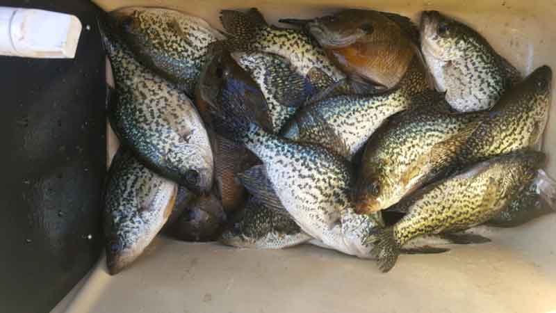 crappie fish