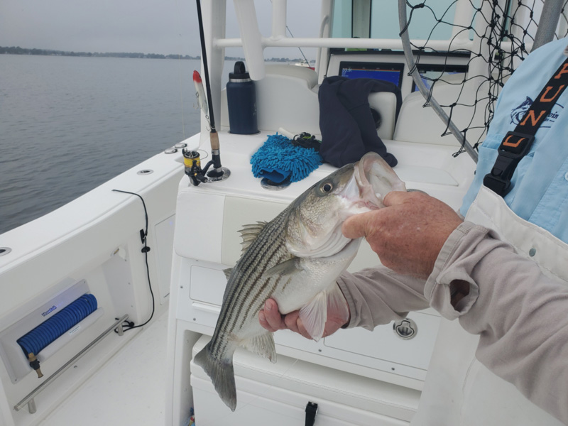 striper in chester river