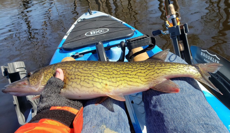 kayak fishing for pickerel in the tributaries