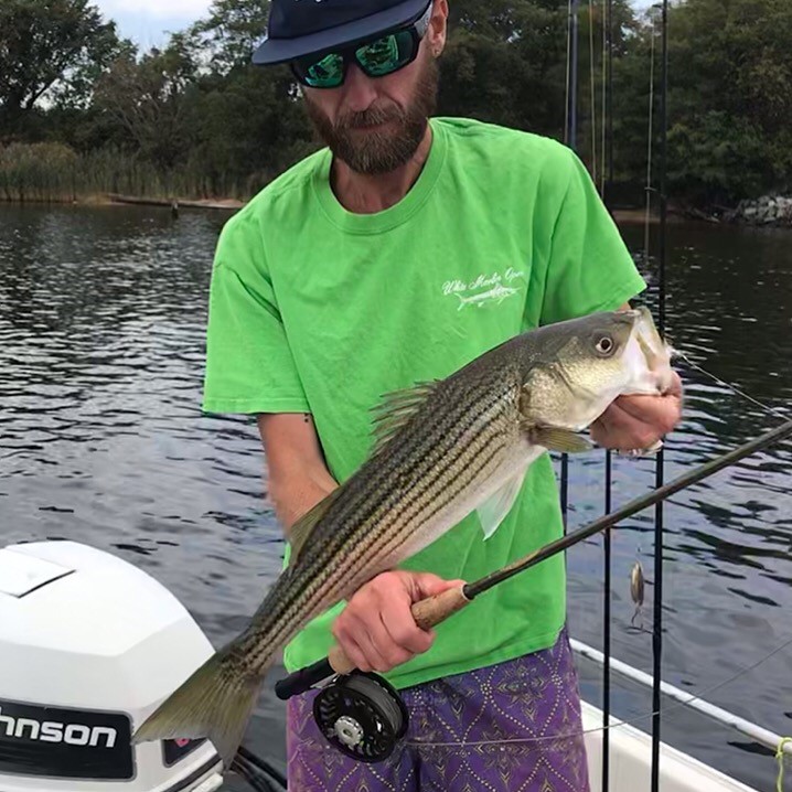 upper bay striper on the fly