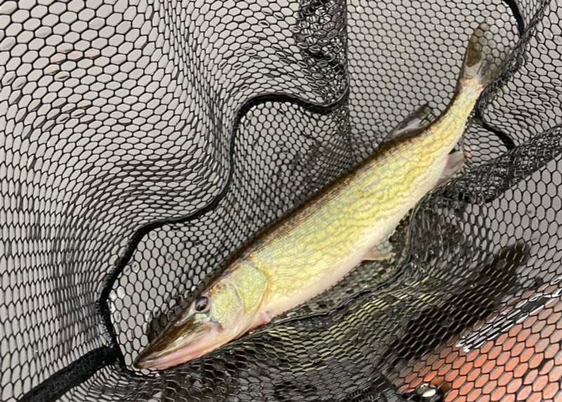 upper bay pickerel