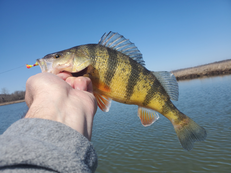 perch fishing the upper bay