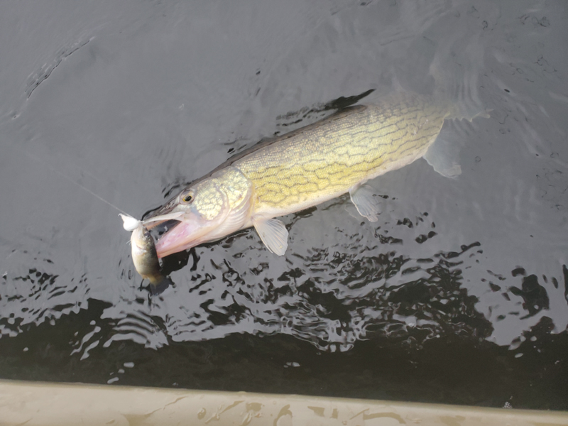 upper bay pickerel fishing