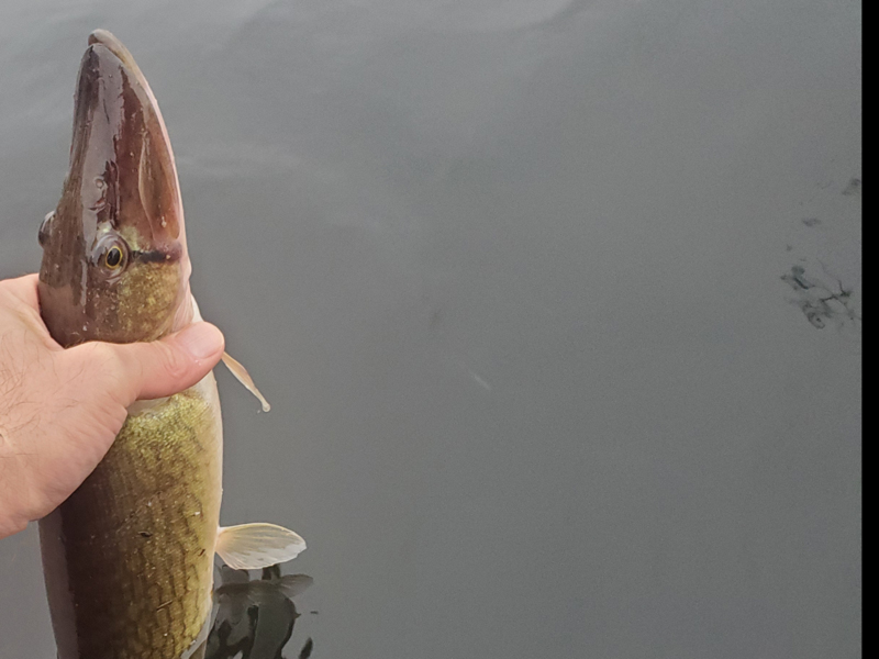 pickerel in the river