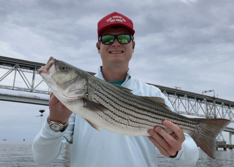 upper bay rockfish at the bay bridge