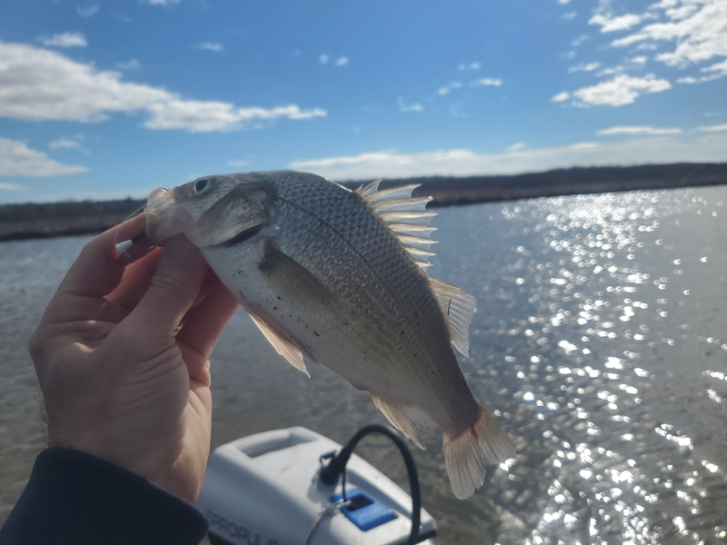 white perch in a creek