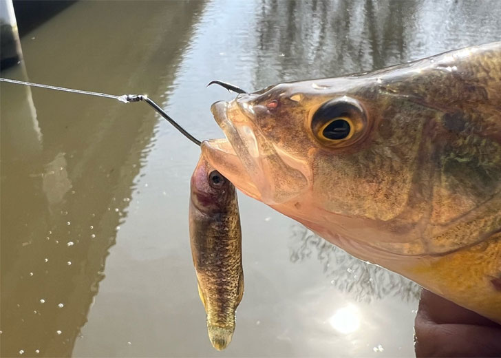 upper bay perch run