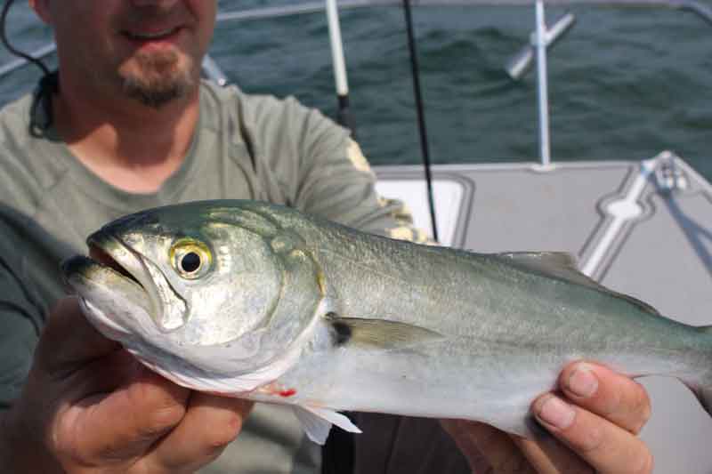 bluefish caught fishing the chesapeake