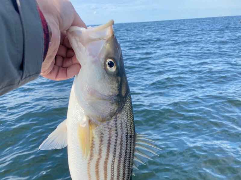 holding a striper