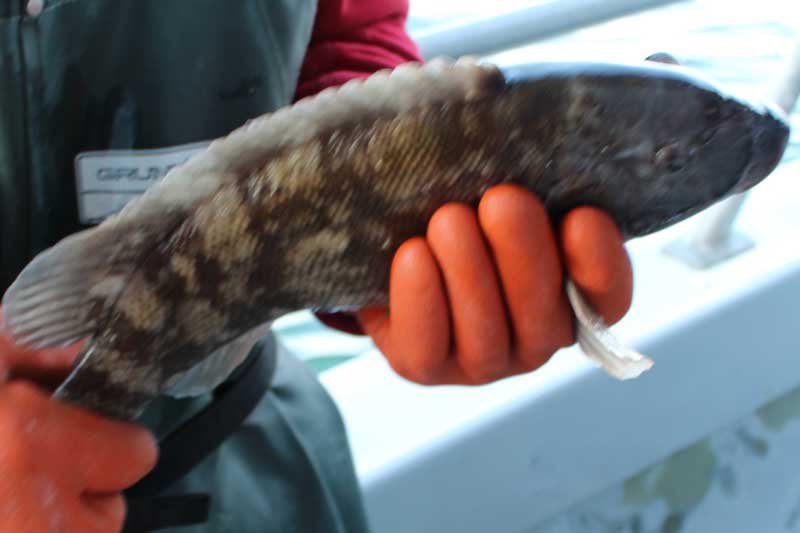 holding a tautog