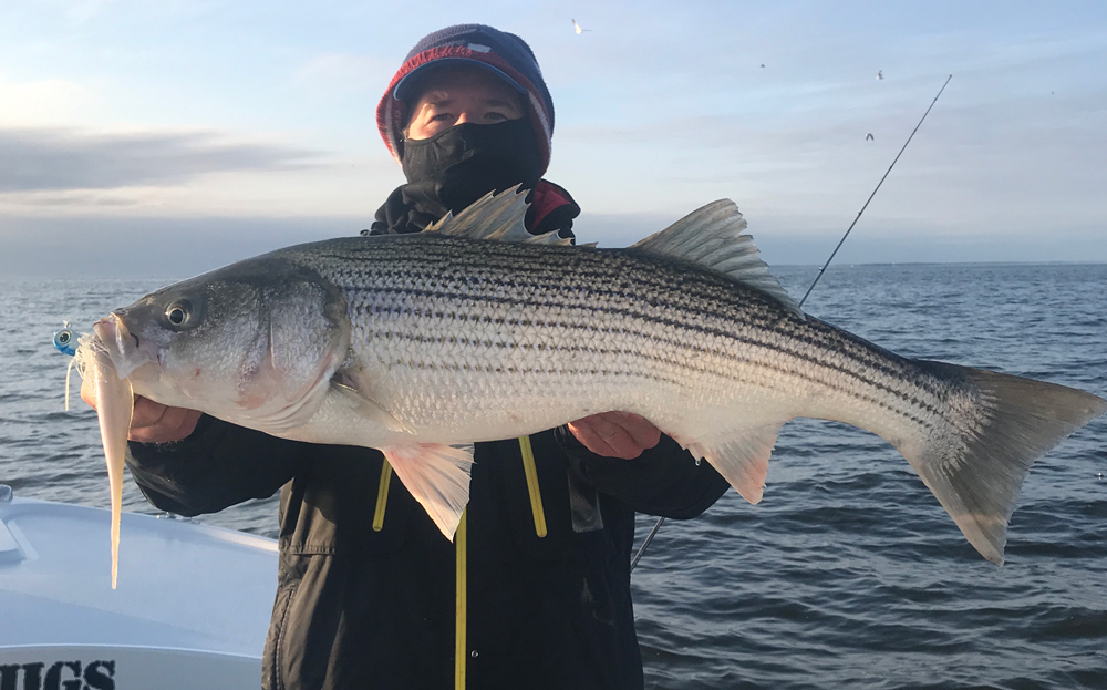 big striped bass caught while rockfish fishing