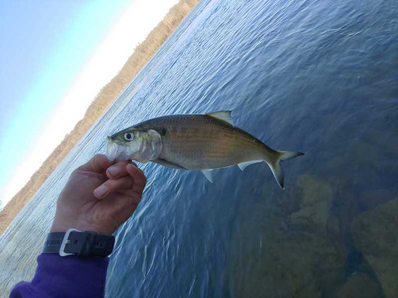 shad fish