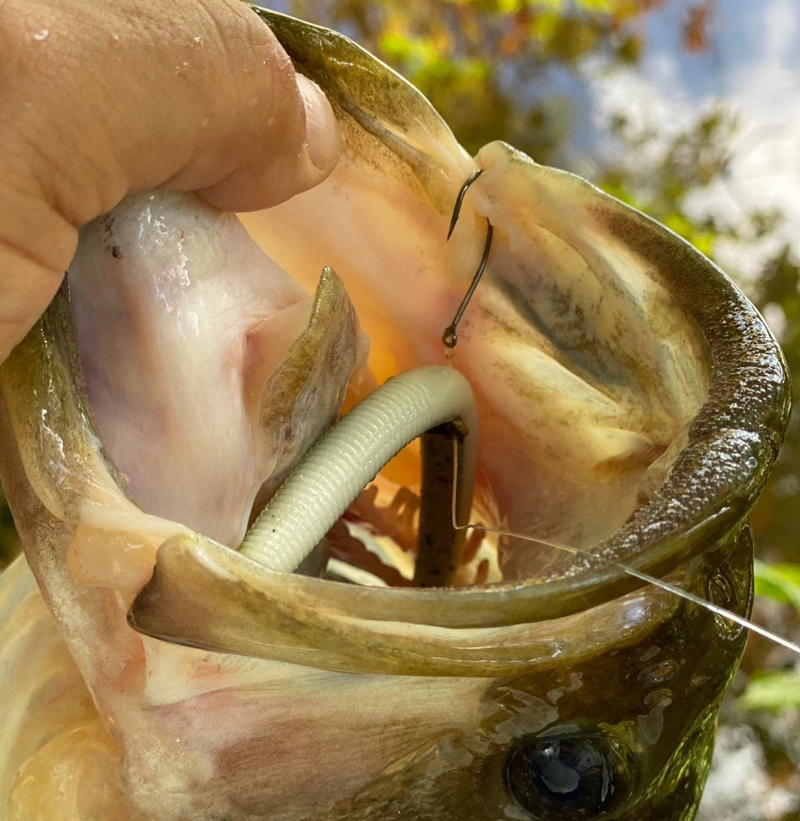 Fish A WEIGHTED WACKY RIG with ANY HOOK! - Bass Fishing