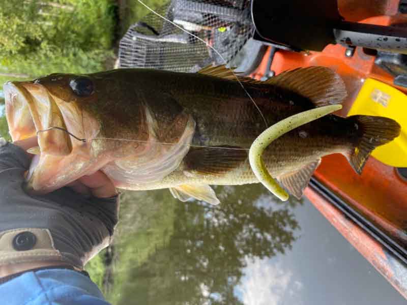 bass on a wacky worm