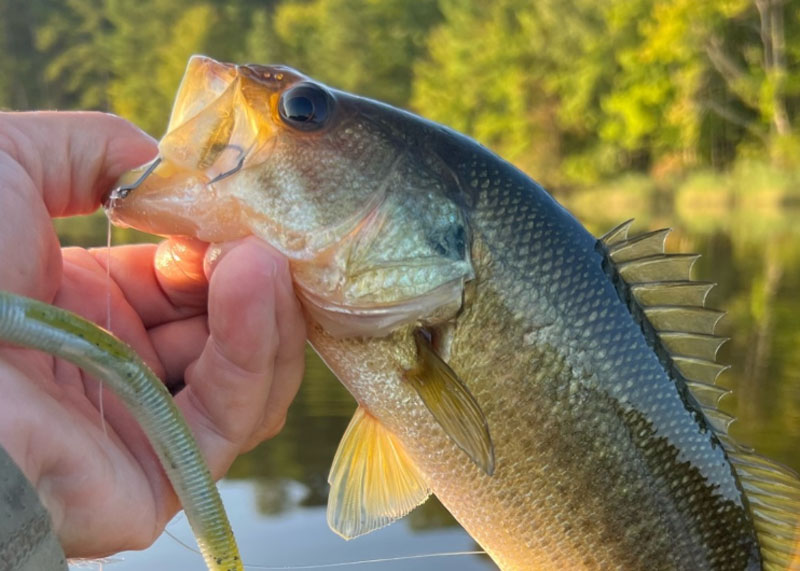 Wacky worms for bass