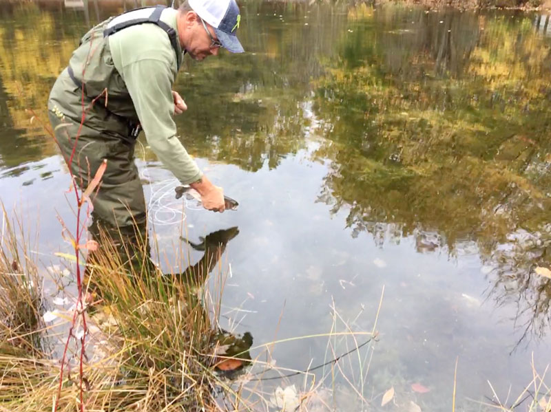 wade fishing in a river