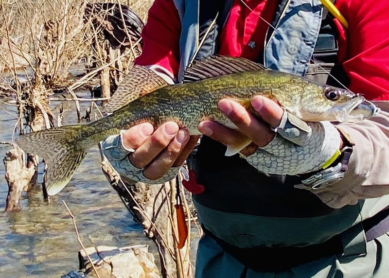 catching walleye