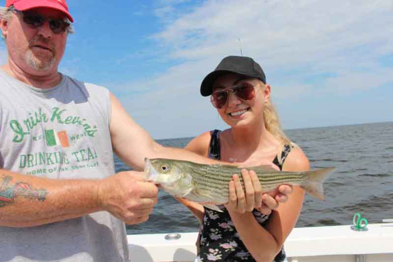 striper caught by an angler