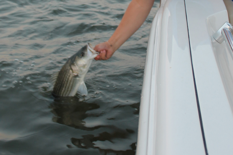 northern bay fishing