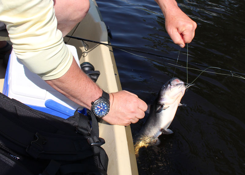 fishing for catfish