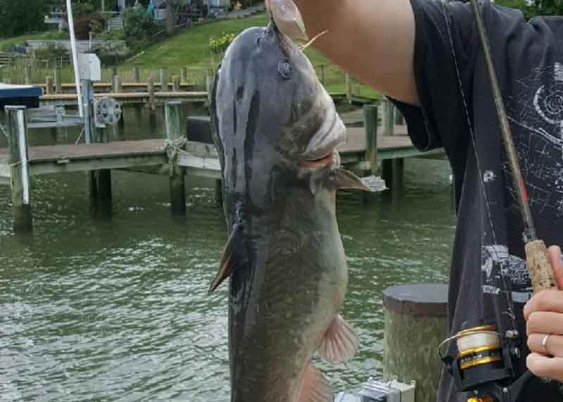 catfish on the dock