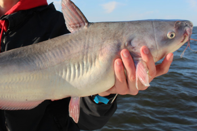 north chesapeake catfish