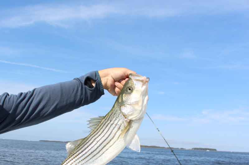 striped bass caught on the chesapeake