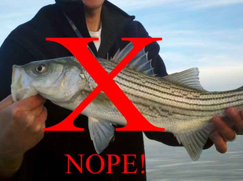 no rockfish allowed