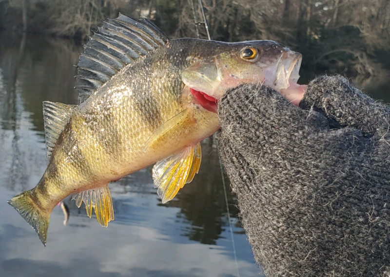 very cold yellow perch